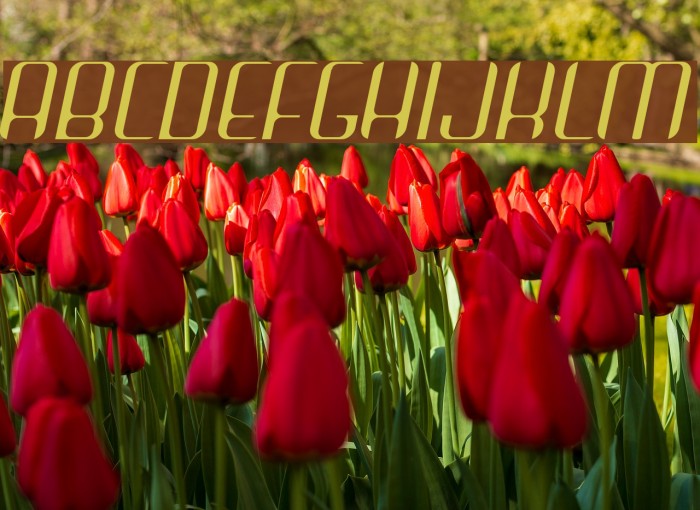 Arbeka LightItalic Font examples
