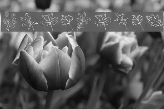 ArborisFolium Font examples