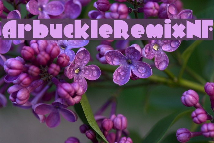 ArbuckleRemixNF Font examples
