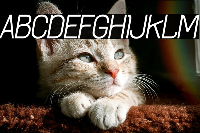 Archee Demo Italic Example 1