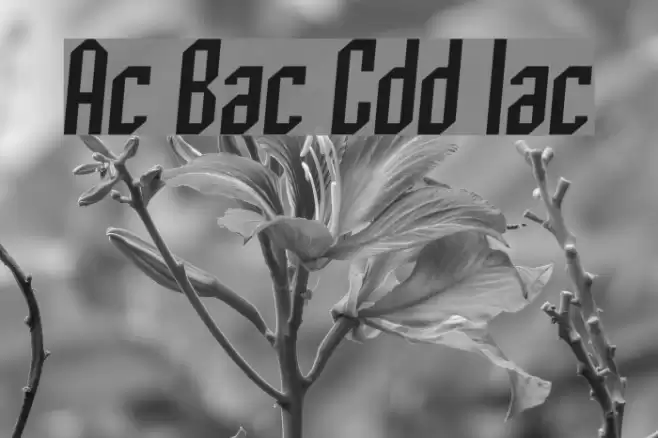 Archery Black Condensed Italic Font examples