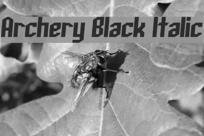 Archery Black Italic Example 1