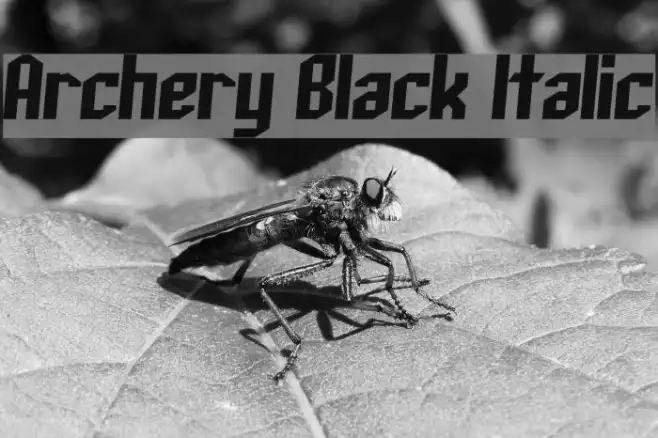 Archery Black Italic Example 3