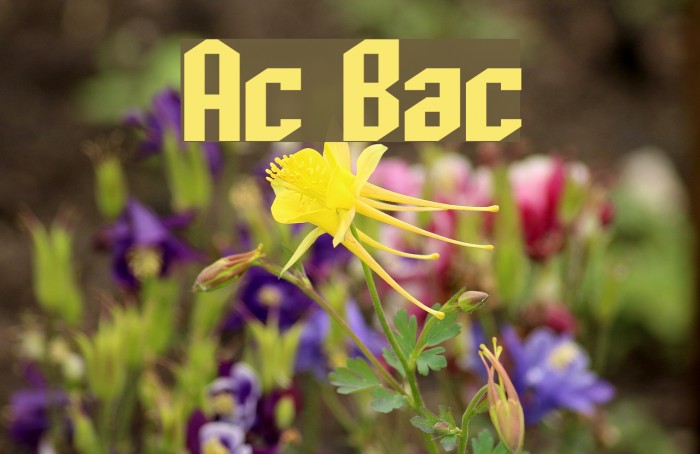 Archery Black Font examples