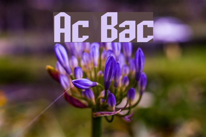 Archery Black Font examples