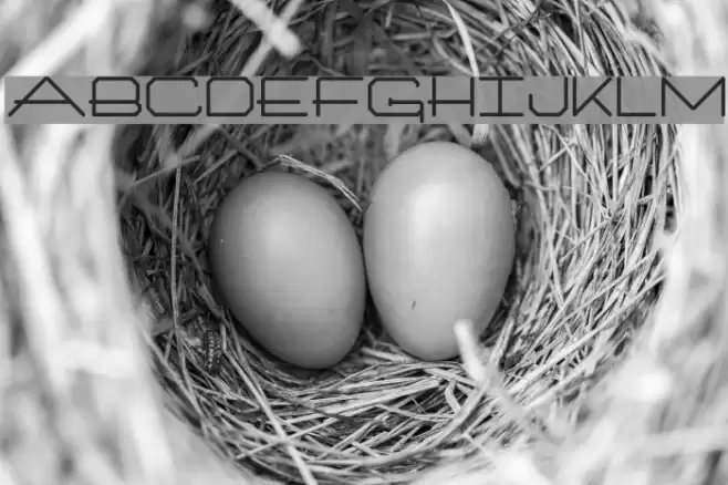 Architext Bold Font examples