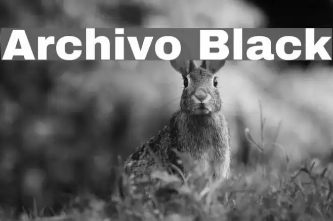 Archivo Black Example 3