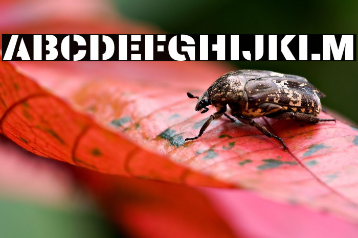 Archivo Black Example 3