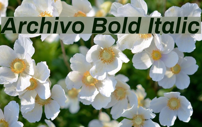 Archivo Bold Italic Font examples