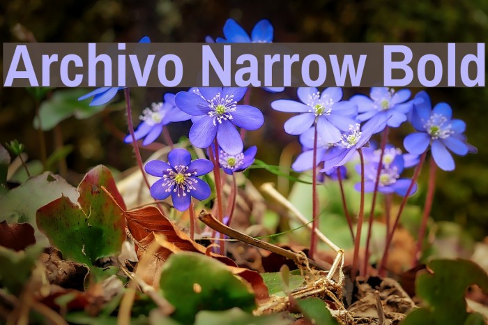 Archivo Narrow Bold Font examples