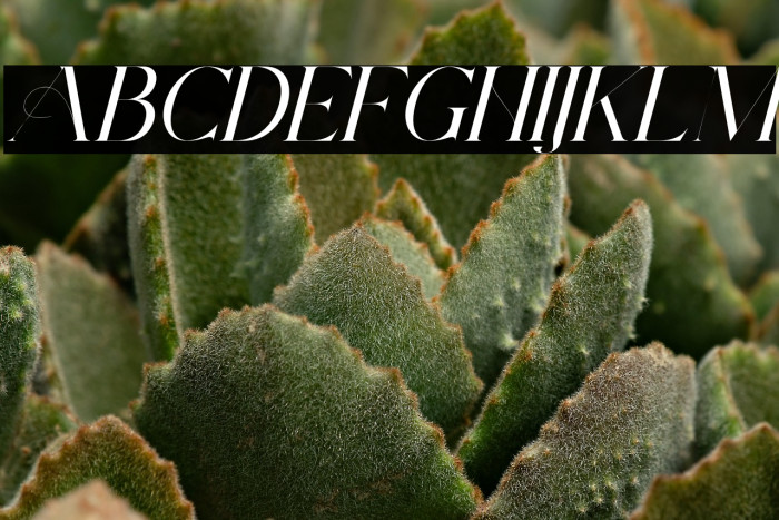 ArchwaltzDemo-Italic Example 2