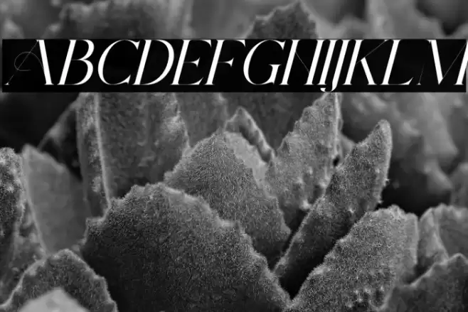 ArchwaltzDemo-Italic Font examples