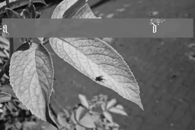 Ardenwood Demo Fuentes examples