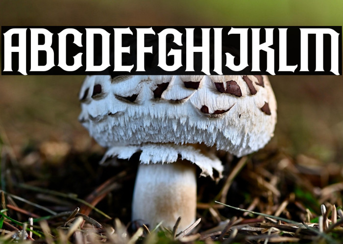 Ardillah Kafi Example 1