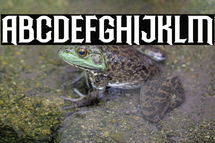 Ardillah Kafi Example 2