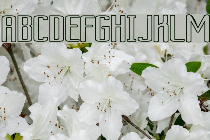 Ardour Outline Font examples