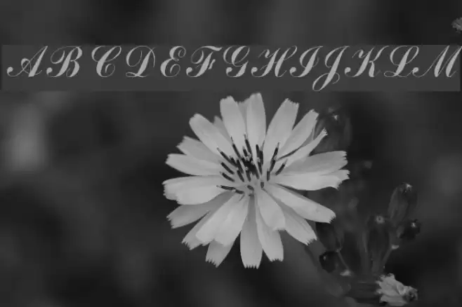 Arenski Font examples