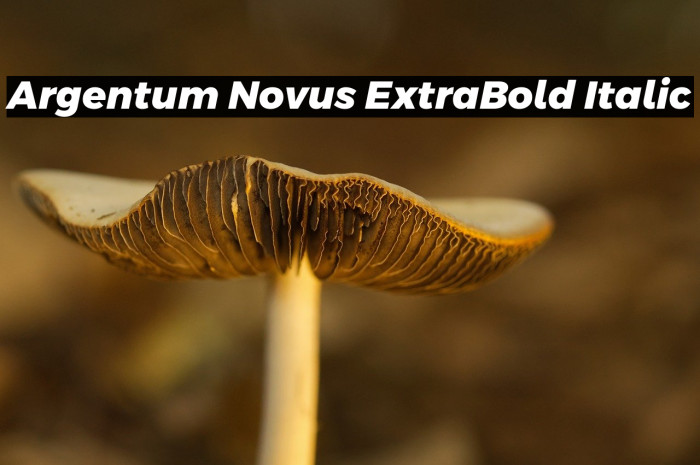 Argentum Novus ExtraBold Italic Example 3