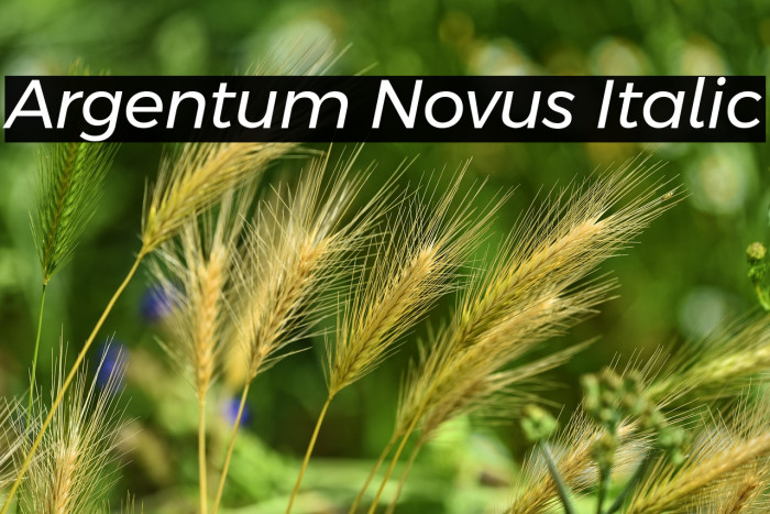 Argentum Novus Italic Example 1