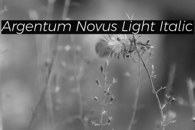 Argentum Novus Light Italic Example 2
