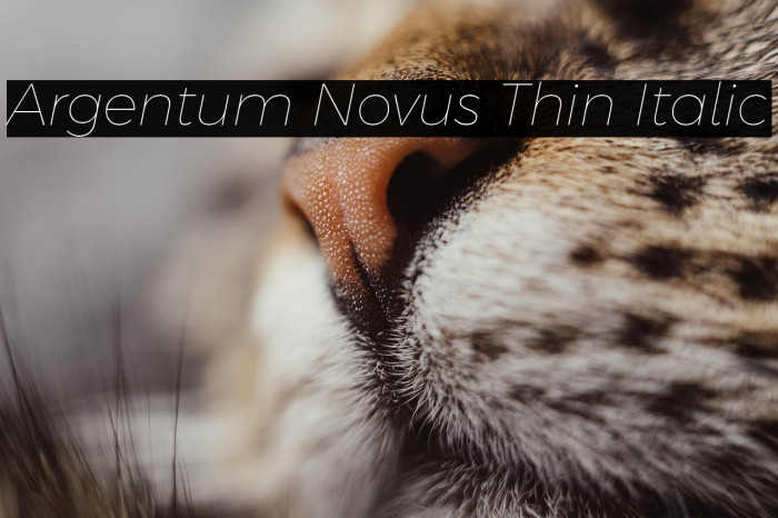 Argentum Novus Thin Italic Example 1