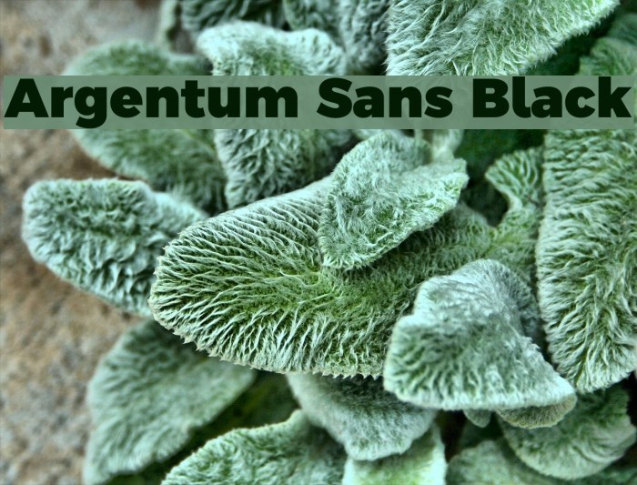 Argentum Sans Black Font examples