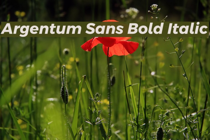 Argentum Sans Bold Italic Font examples