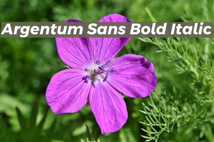 Argentum Sans Bold Italic Font examples
