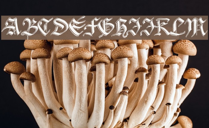 Argor Biw Scaqh Font examples