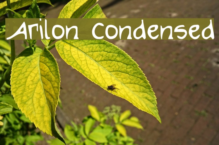 Arilon Condensed Example 2