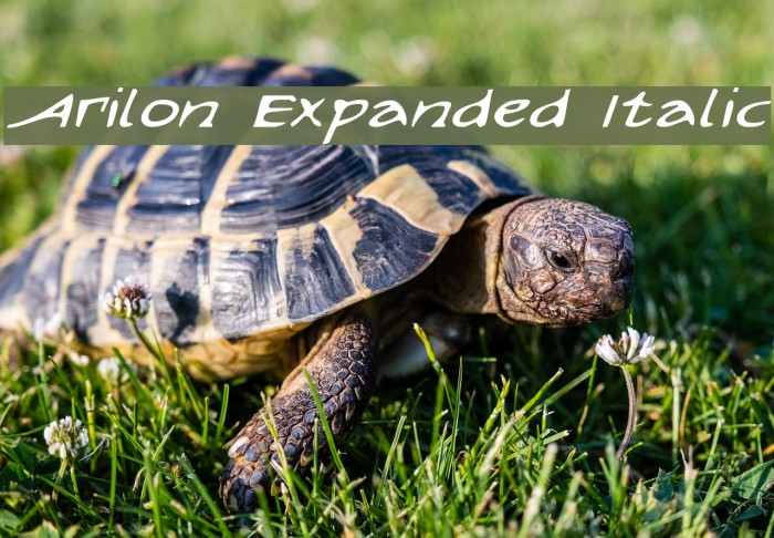 Arilon Expanded Italic Font examples