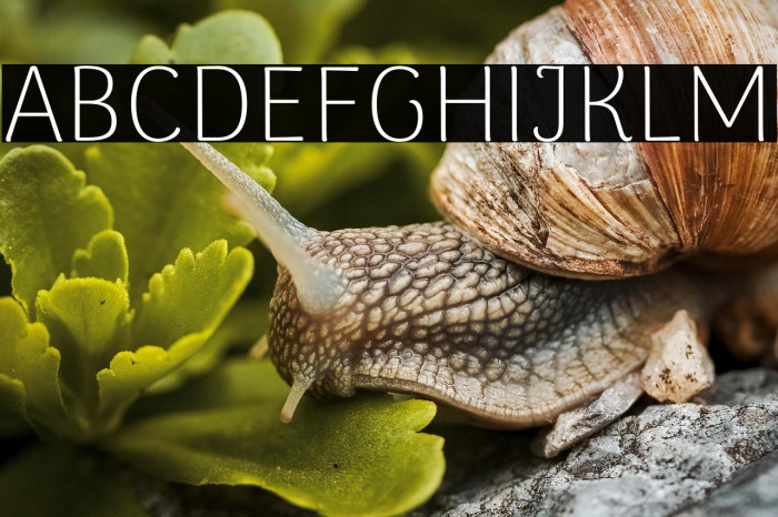 ArimaMadurai-ExtraLight Example 2