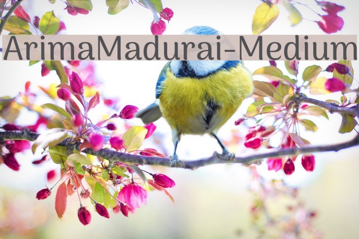 ArimaMadurai-Medium Example 3