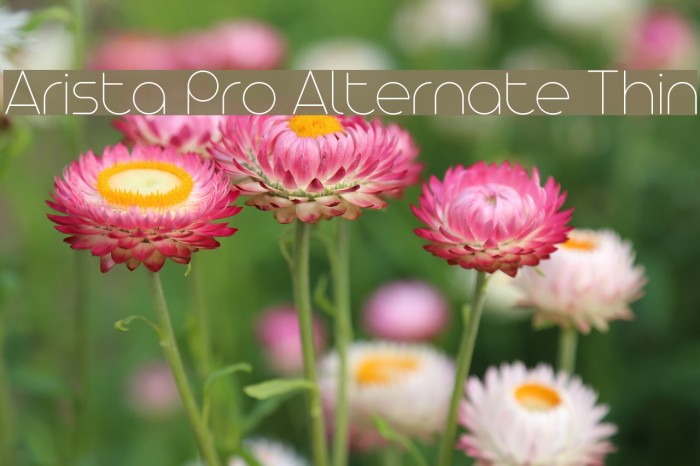 Arista Pro Alternate Thin Example 3