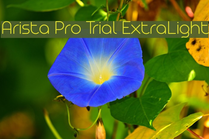 Arista Pro Trial ExtraLight Font examples
