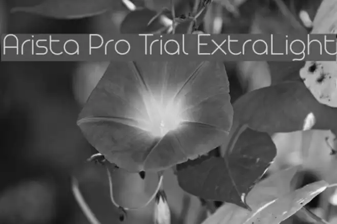 Arista Pro Trial ExtraLight Example 3