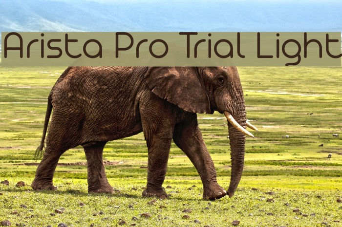 Arista Pro Trial Light Font examples