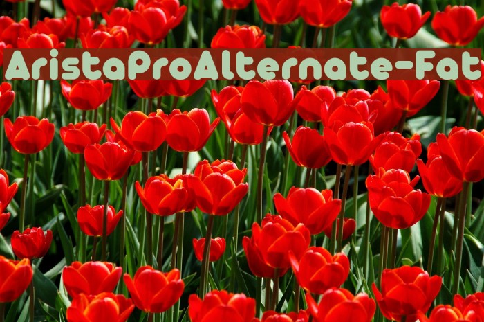 AristaProAlternate-Fat Example 2