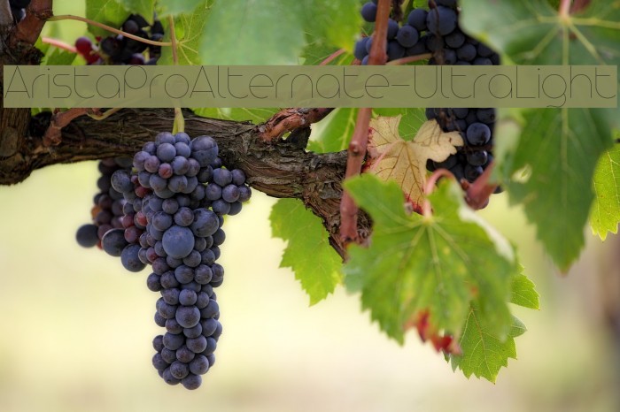 AristaProAlternate-UltraLight Example 3