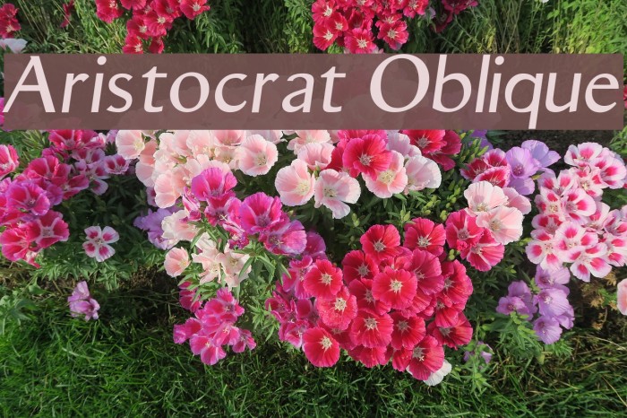 Aristocrat Oblique Schriftart examples