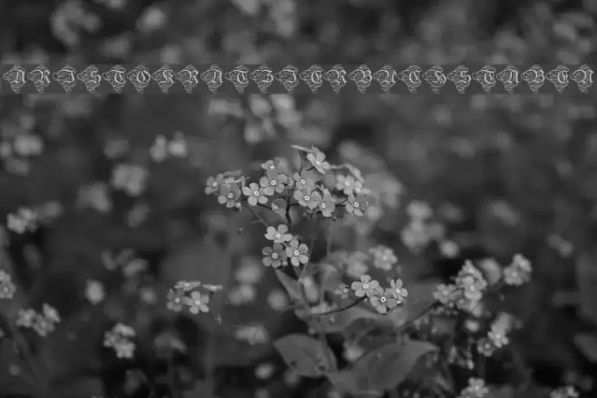 AristokratZierbuchstaben Font examples