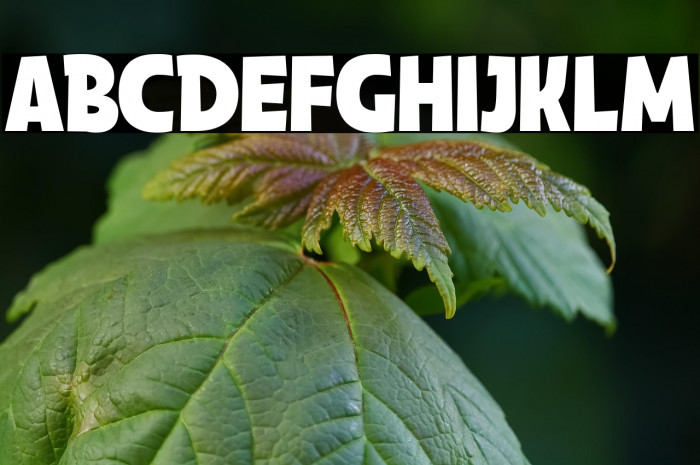 Ariston Comic Demo Regular Example 2