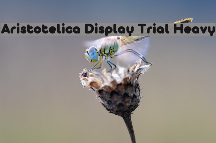 Aristotelica Display Trial Heavy Font examples