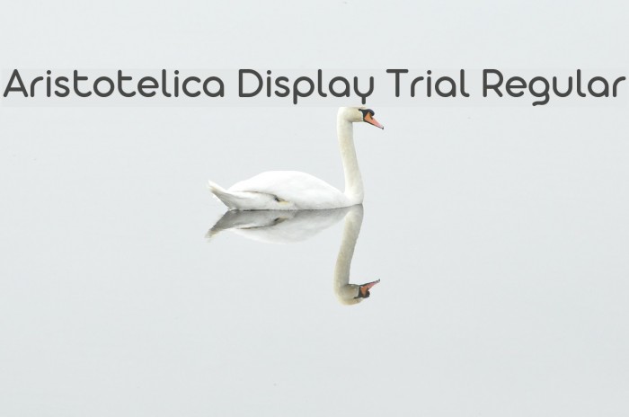 Aristotelica Display Trial Regular Example 3
