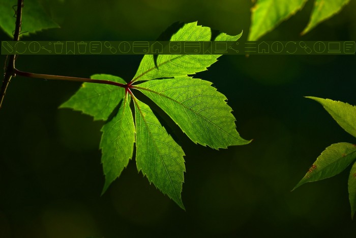 Aristotelica Icons Hairline Example 3