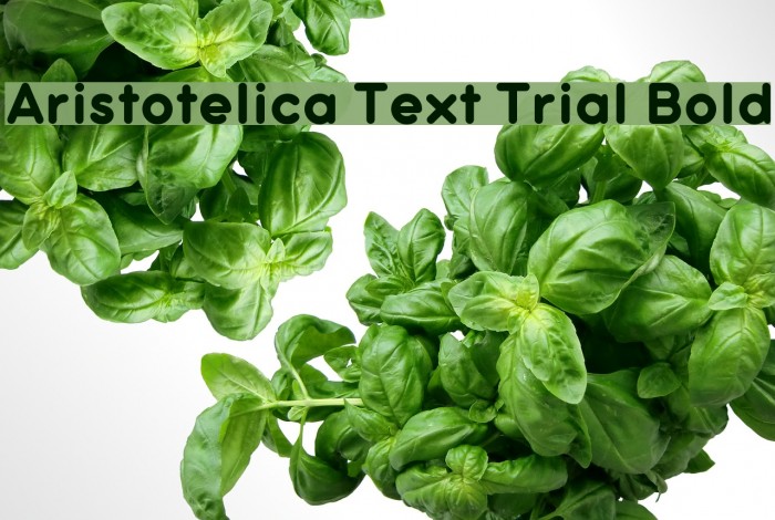 Aristotelica Text Trial Bold Font examples