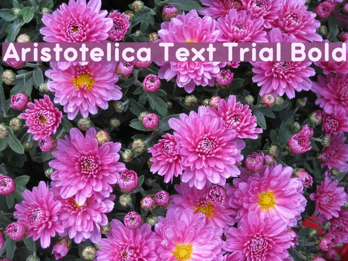 Aristotelica Text Trial Bold Font examples