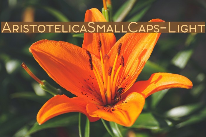 AristotelicaSmallCaps-Light Font examples