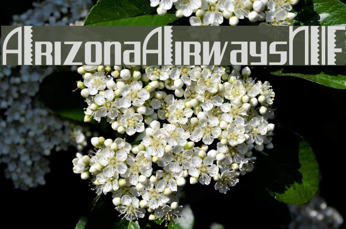 ArizonaAirwaysNF Font examples