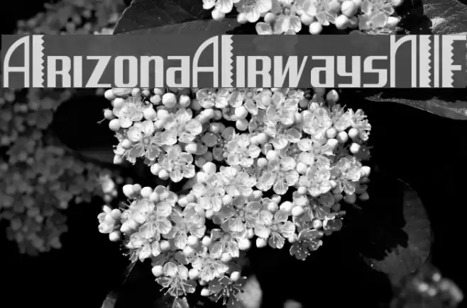 ArizonaAirwaysNF خط examples